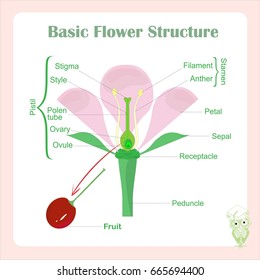 Scheme of basic flower structure. Learning biology stock vector illustration