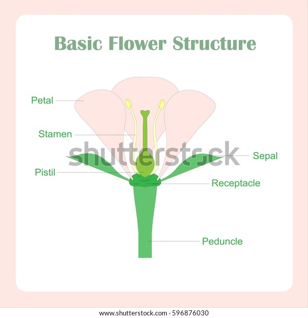 Scheme Basic Flower Structure Learning Biology Stock Vector (Royalty ...