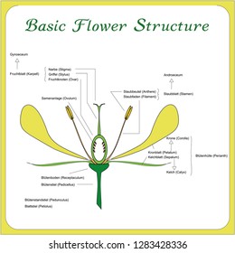 439 Basic plant biology Images, Stock Photos & Vectors | Shutterstock