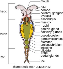 591 General anatomy Stock Illustrations, Images & Vectors | Shutterstock