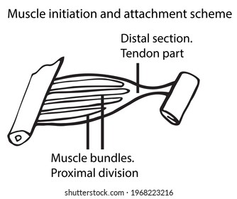 Scheme of the beginning and attachment of the muscle. Simple muscle structure. For individual and distance learning