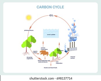 Scheme of the Carbon cycle, flats design stock vector illustration