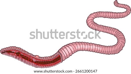 Scheme of circulatory system of earthworm (Pheretima) for biology lessons	