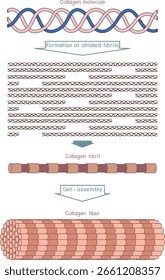 Esquema de biosíntesis de colágeno de molécula de colágeno a fibra para lecciones de biología