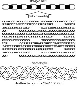 Esquema de biosíntesis de colágeno de molécula de colágeno a fibrilla para lecciones de biología