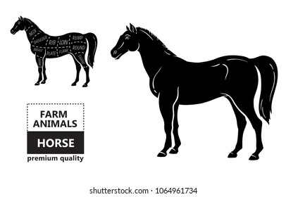 Scheme of cutting horse meat with cutting lines. Design for butcher shop, banner. Diagram on white background. Vector illustration.