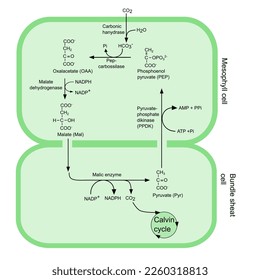 Scheme of  cycle - C4 pathway, photosynthesis. 