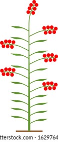 Scheme of determinate tomato plant with green leaf and red tomatoes isolated on white background