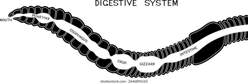 Scheme of digestive system of earthworm for biology lesson	