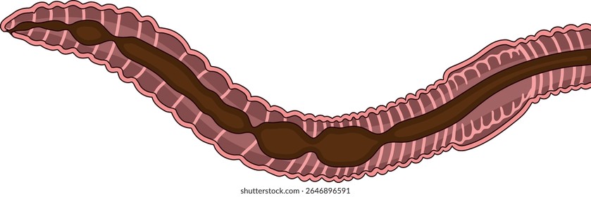 Esquema do sistema digestivo da minhoca para a lição de biologia	