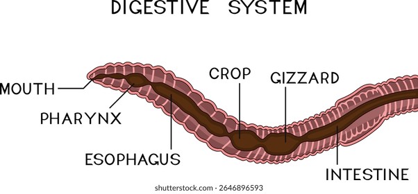 Esquema do sistema digestivo da minhoca para a lição de biologia	