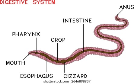 Esquema do sistema digestivo da minhoca para a lição de biologia	