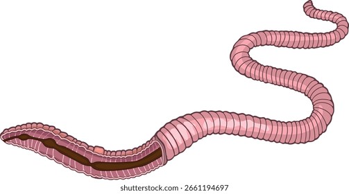 Esquema del sistema digestivo de la lombriz de tierra (Pheretima) para lecciones de biología