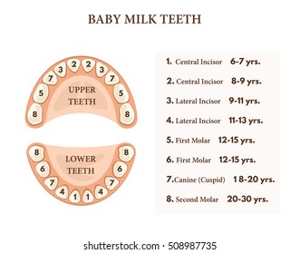 Scheme eruption of primary teeth.