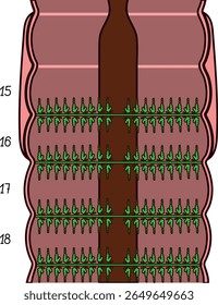 Esquema del sistema excretor con nefridia integumentaria de lombriz de Pheretima para la lección de biología