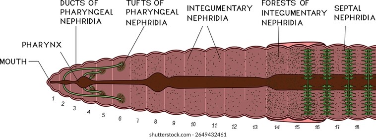 Esquema do sistema excretor da minhoca de Pheretima com nefridia faríngea, tegumentar e septal para a lição de biologia. Diagrama do sistema excretor da minhoca