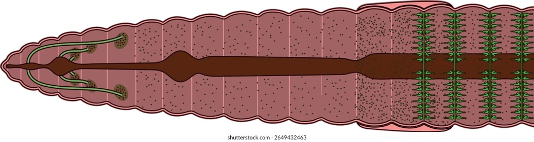 Esquema do sistema excretor da minhoca de Pheretima com nefridia faríngea, tegumentar e septal para a lição de biologia. Diagrama do sistema excretor da minhoca