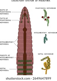 Esquema do sistema excretor da minhoca de Pheretima com nefridia faríngea, tegumentar e septal para a lição de biologia. Diagrama do sistema excretor da minhoca