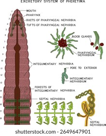 Esquema do sistema excretor da minhoca de Pheretima com nefridia faríngea, tegumentar e septal para a lição de biologia. Diagrama do sistema excretor da minhoca