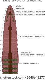 Esquema do sistema excretor da minhoca de Pheretima com nefridia faríngea, tegumentar e septal para a lição de biologia. Diagrama do sistema excretor da minhoca