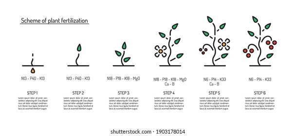 Scheme of fertilization of plants depending on the stage of growth