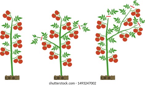 Scheme of formation determinate tomato varieties
