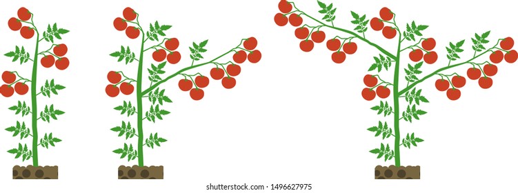 Scheme of formation Dwarf tomato varieties