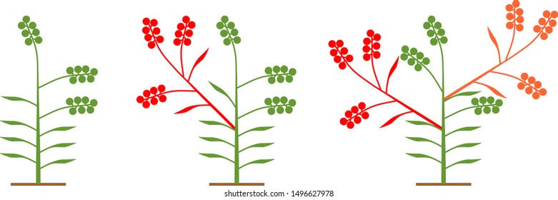 Scheme of formation Dwarf tomato varieties