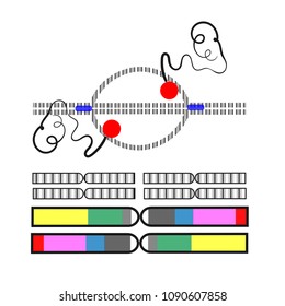 Scheme of gene's DNA sequence is transcribed to make an RNA molecule. DNA replication diagram. Vector illustration of "transcription bubble" - region of opened-up DNA