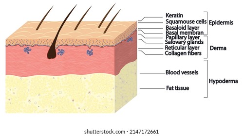 scheme of histology of normal skin with signatures of structures, graphics, vector illustration