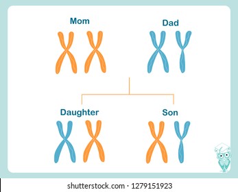 Scheme how X and Y chromosomes are passed on. Chromosomal definition of female and male. Illustration for biological education. Design element stock vector illustration for web, for print, for school,