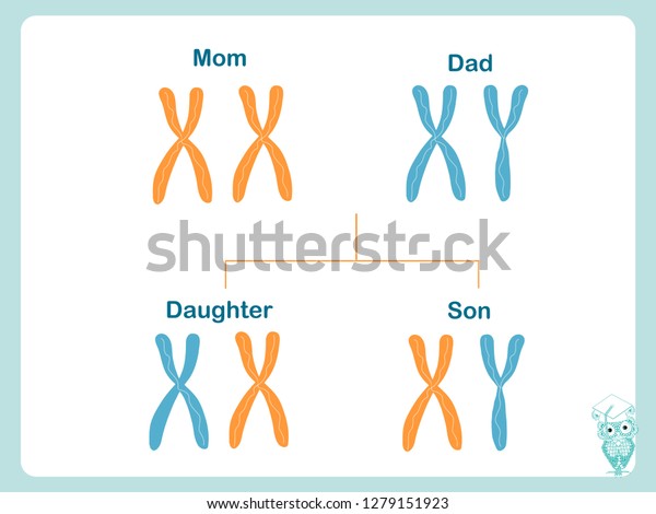 Scheme How X Y Chromosomes Passed Stock Vector Royalty Free