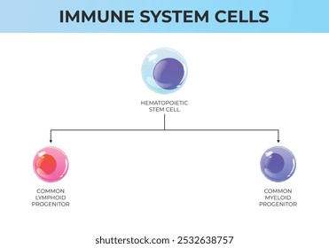 Schema von Immunsystemzellen. Hämatopoetische Stammzelle, gemeinsamer lymphoider Vorläufer, gemeinsamer myeloischer Vorläufer