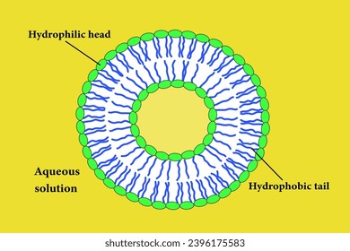 The Scheme of a liposome formed by phospholipids.Vector illustration.