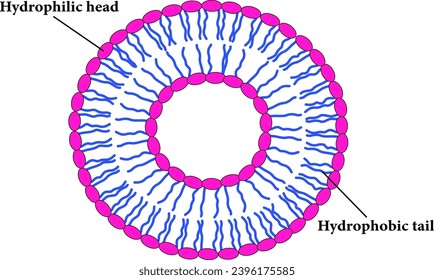 The Scheme of a liposome formed by phospholipids.Vector illustration.