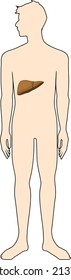 Scheme of location of liver in human body. Educational material for anatomy lesson