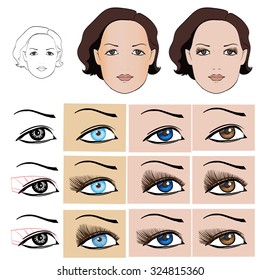 scheme for makeup eyelashes, female face on white background vector isolated