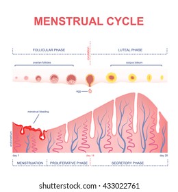 Scheme Of The Menstrual Cycle, Level Of Hormones Female Period, Changes In The Endometrium