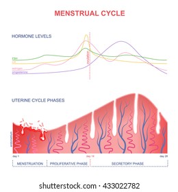 scheme of the menstrual cycle, level of hormones female period, changes in the endometrium