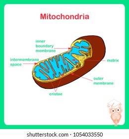 Scheme Mitochondria Structure Hand Drawn Biology Stock Vector (Royalty ...