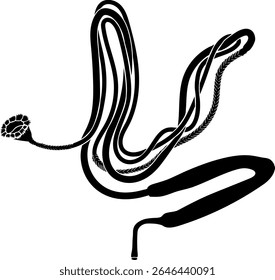 Scheme of nephridium of earthworm (Lumbricus terrestris) for biology lesson