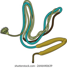  Scheme of nephridium of earthworm (Lumbricus terrestris) for biology lesson