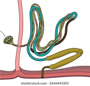 Scheme of nephridium of earthworm (Lumbricus terrestris) for biology lesson