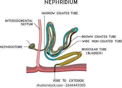 Scheme of nephridium of earthworm (Lumbricus terrestris) for biology lesson