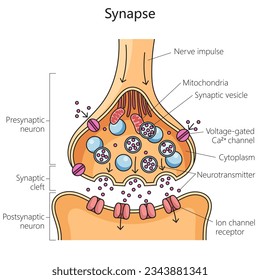 Scheme of nerve synapse chemical synaptic connection diagram schematic vector illustration. Medical science educational illustration