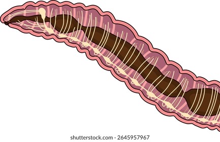 Esquema do sistema nervoso da minhoca para a lição de biologia	
