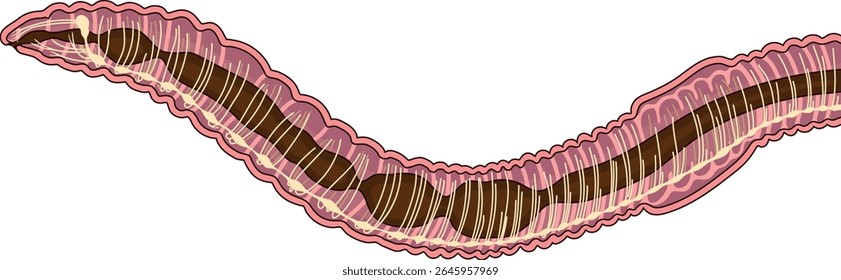 Esquema do sistema nervoso da minhoca para a lição de biologia	