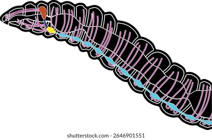 Esquema do sistema nervoso da minhoca para a lição de biologia	