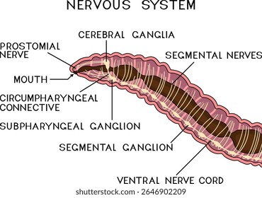 Esquema do sistema nervoso da minhoca para a lição de biologia	