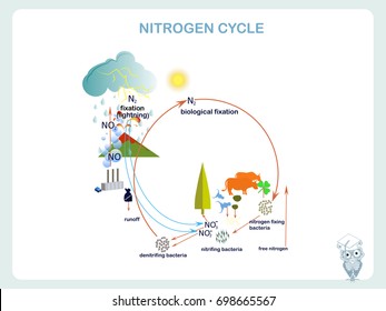 Scheme of the Nitrogen cycle, flats design vector illustration